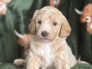 Goldendoodle dogs Beautiful Goldendoodle puppies - Advert 6