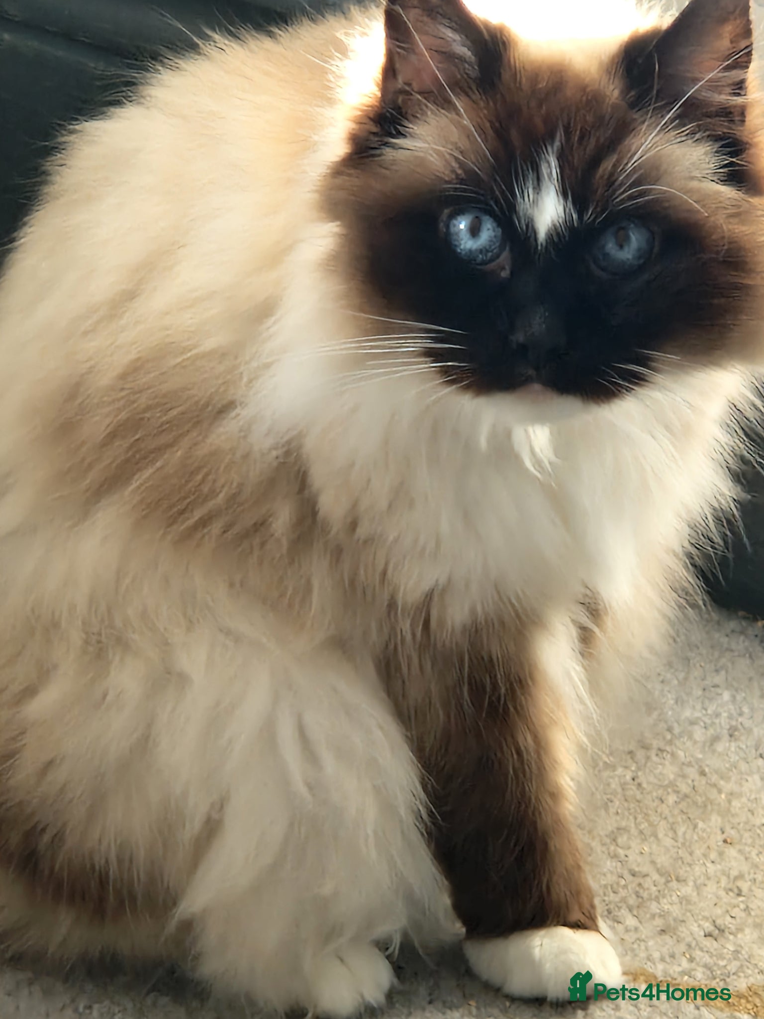 Ragdoll cats Beautiful Ragdoll Girl Available  - Advert 14