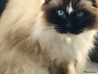 Ragdoll cats Beautiful Ragdoll Girl Available - Advert 14