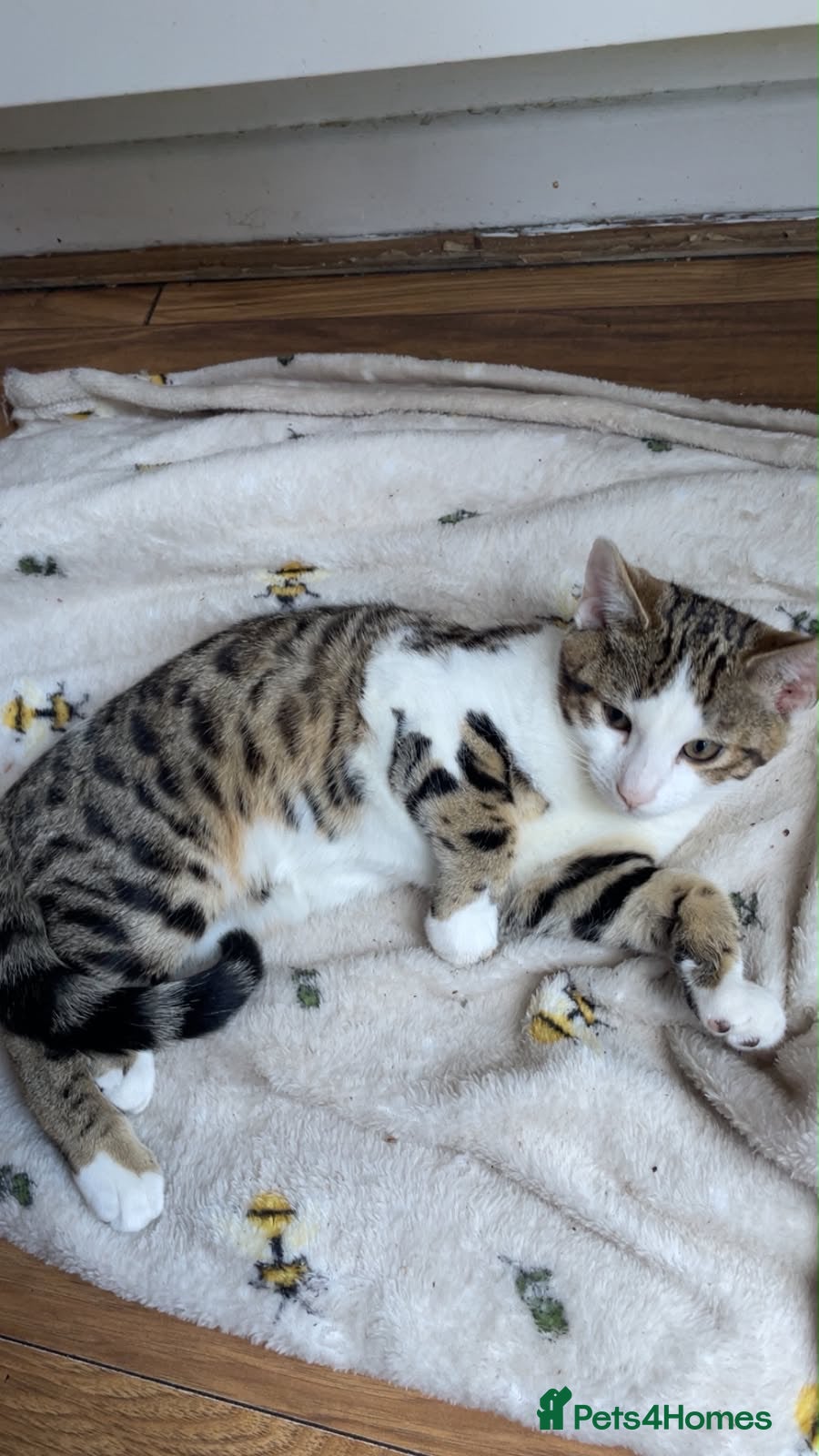 Bengal cats HALF BENGAL KITTENS FOR SALE - Advert 1