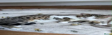 Bengal Kitten 1