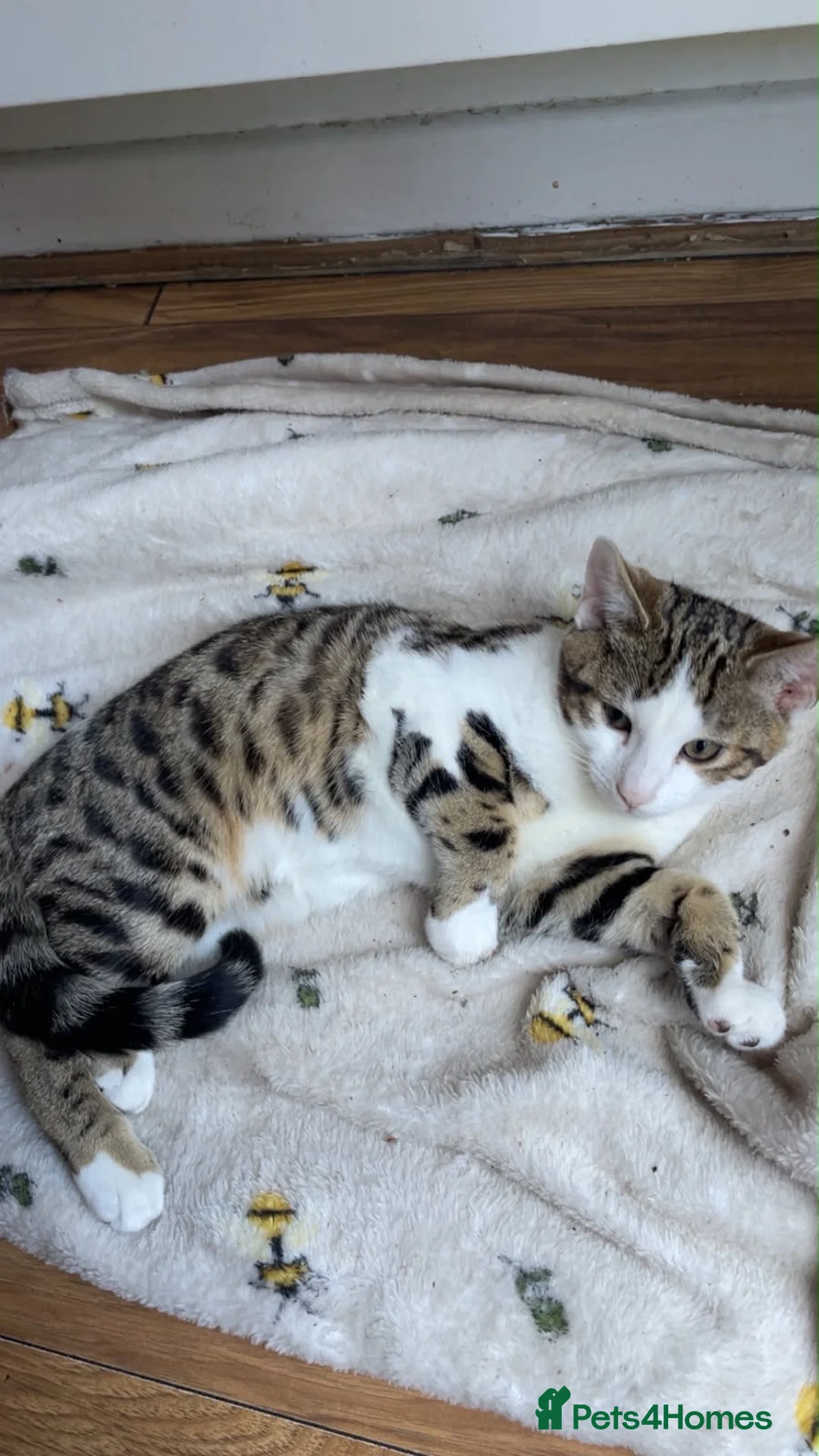 Bengal cats for sale: HALF BENGAL KITTENS FOR SALE - Advert 1