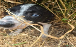 Welsh Collie dogs for sale: 3 collie puppys looking for there forever homes  - Image 1