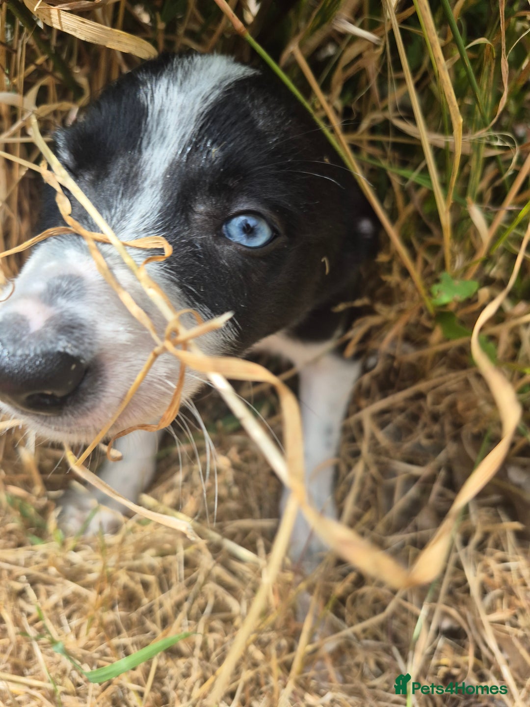 Welsh Collie dogs for sale: 3 collie puppys looking for there forever homes  - Image 1
