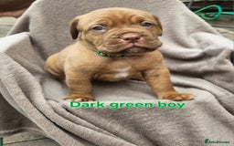 Dogue De Bordeaux dogs for sale: Dogue de bordeaux pups  - Image 2
