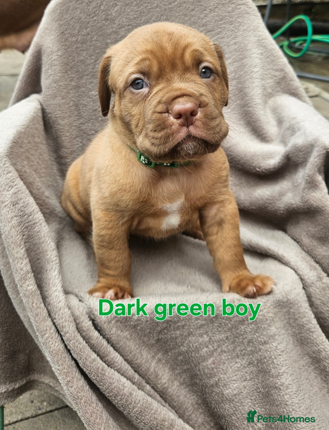 Dogue De Bordeaux dogs for sale: Dogue de bordeaux pups  - Image 2