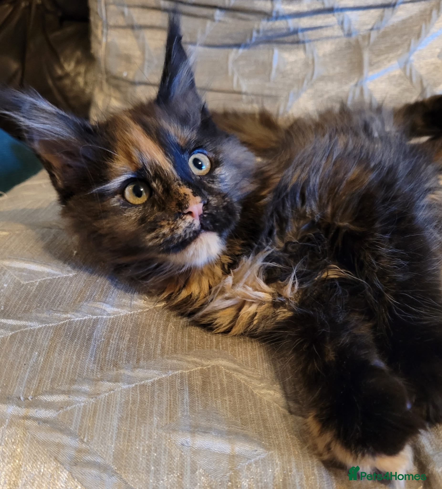 Maine Coon cats Last remaining TICA reg girl Ready now! - Advert 4