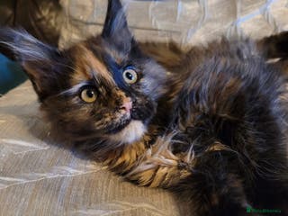 Maine Coon cats Last remaining TICA reg girl Ready now! - Advert 4