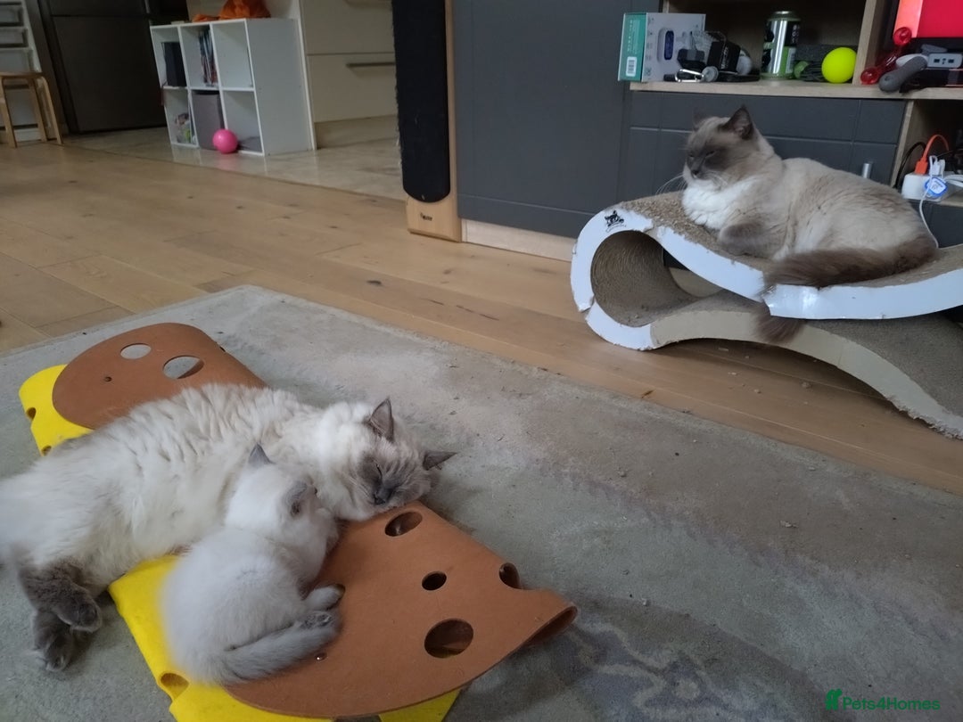 Ragdoll cats for sale: Blue point purebred ragdoll girl  - Image 17