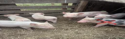 Pig livestock for sale: Julianna Micro 't-cup' piglets  - Advert 3