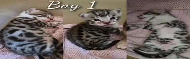 Bengal X Kitten 1