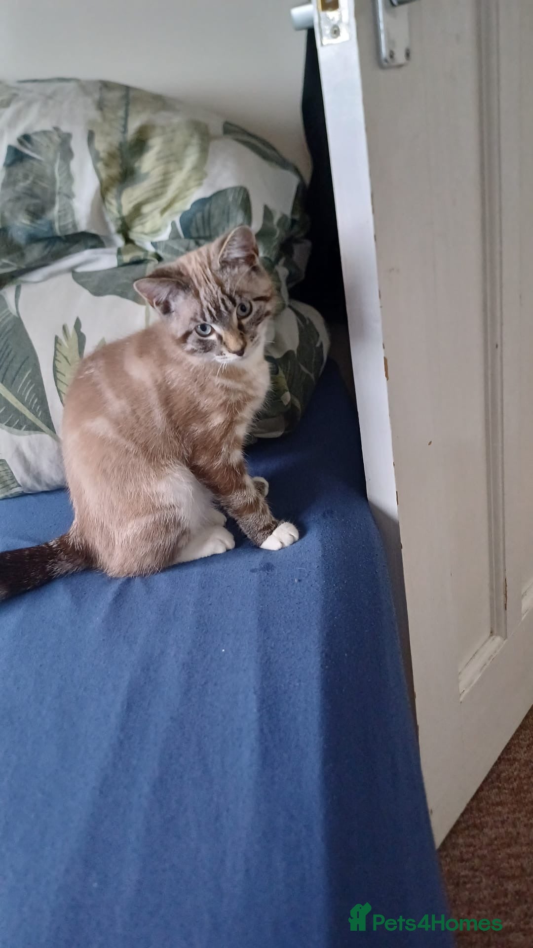 British Shorthair cats for sale: Beautiful british short hair mix kitten - Advert 14