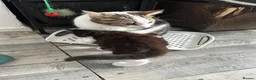 Mixed Breed cats for sale: 3 little kittens are ready now  - Advert 1