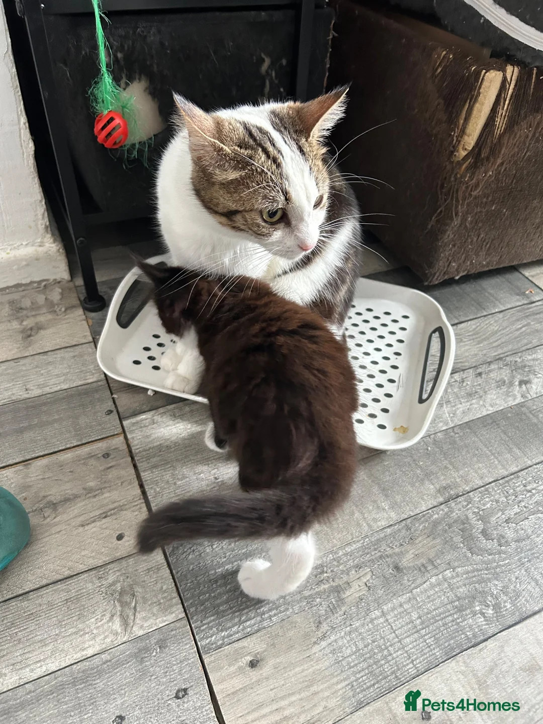 Mixed Breed cats for sale: 3 little kittens are ready now  - Advert 1
