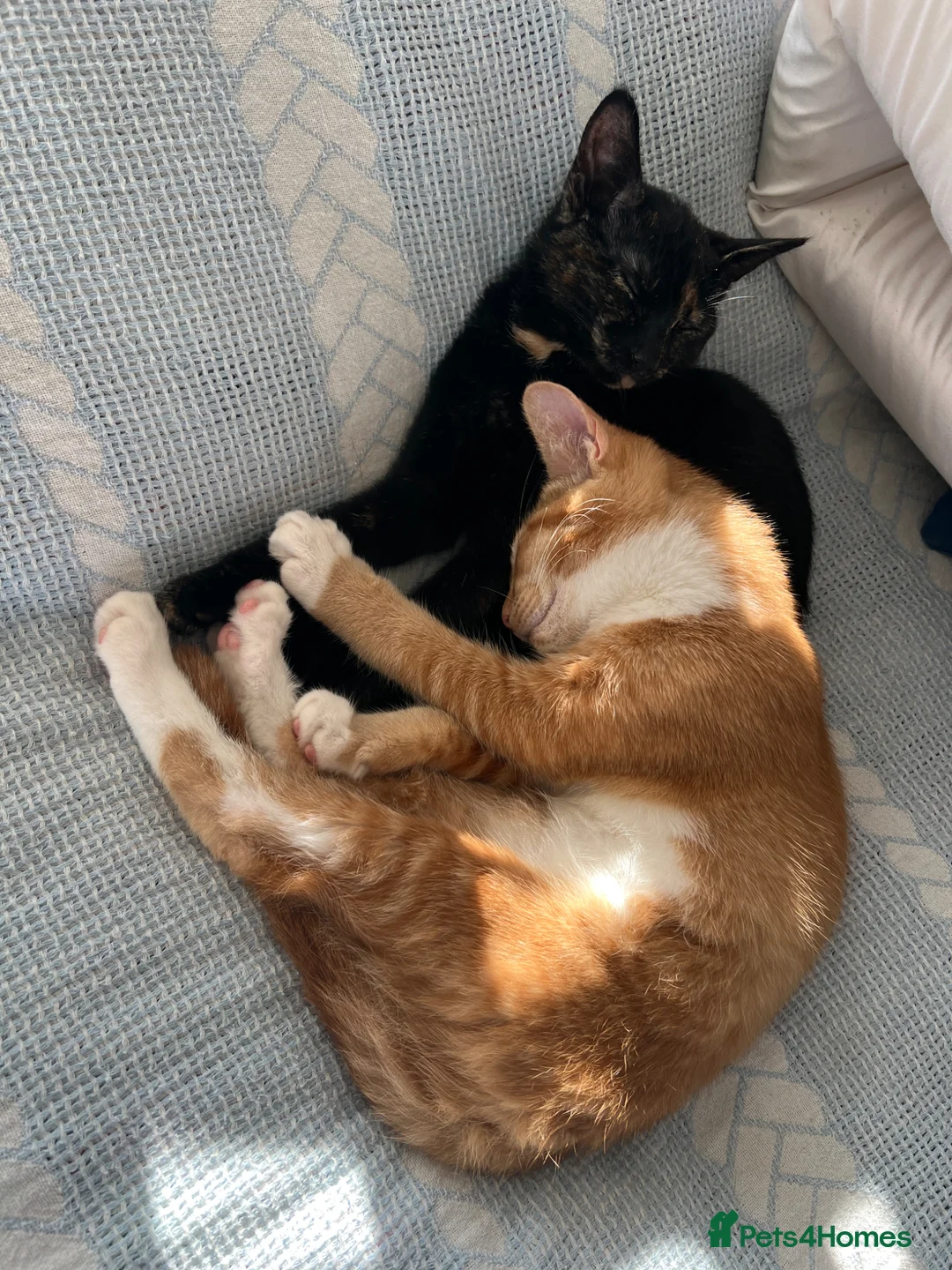 Domestic Shorthair cats for sale: Adorable Sibling Kittens for Sale–Must Go Together - Advert 2