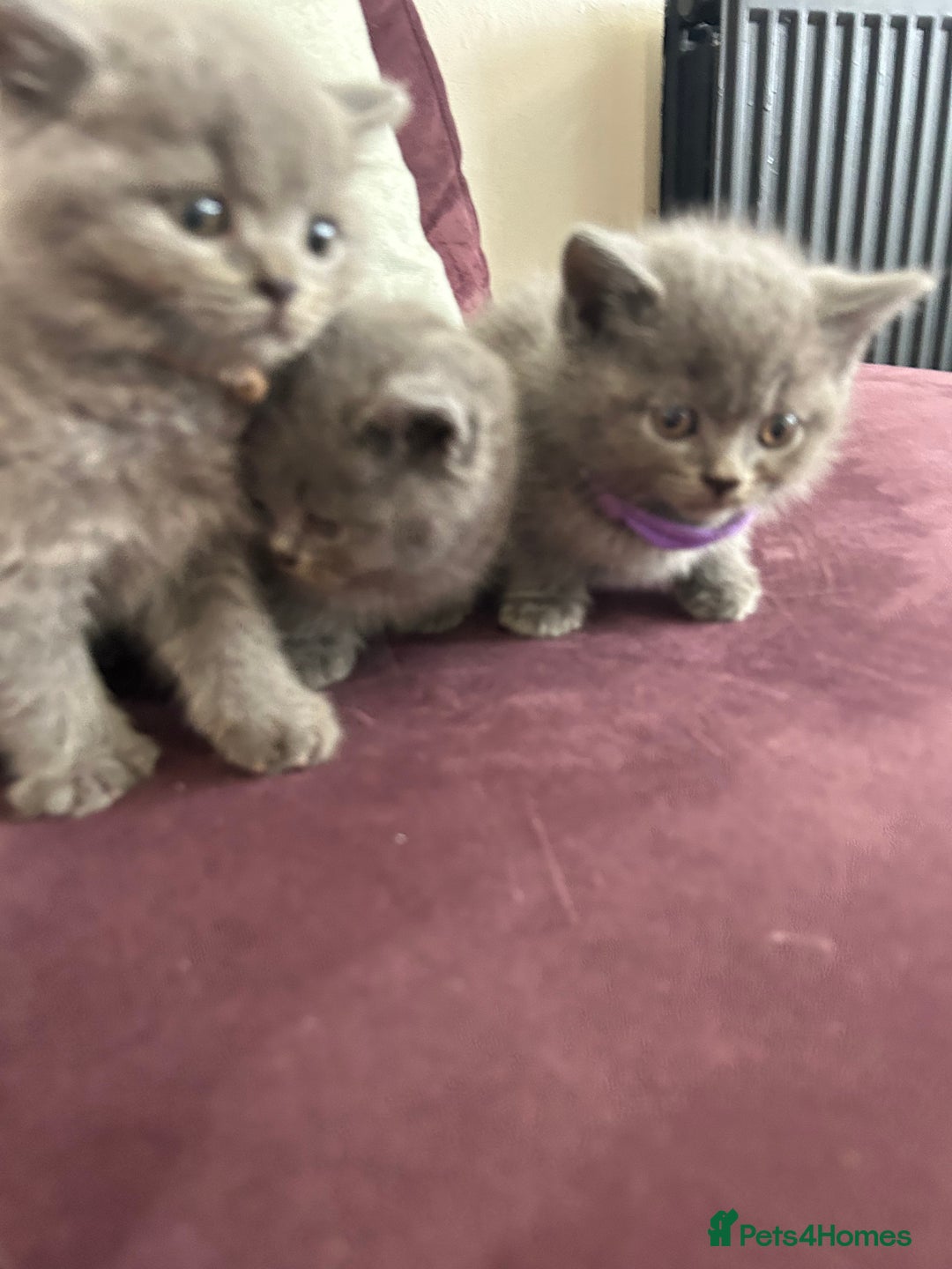 British Shorthair cats for sale: pedigree GCCF kittens available in 2 weeks time! - Image 24