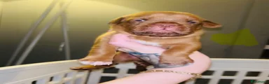 Dogue De Bordeaux 2