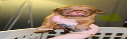 Dogue De Bordeaux dogs for sale: Quality Dogue De Bordeaux puppy’s  - Advert 15