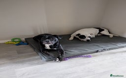 Mixed Breed dogs for sale: Male and Female dogs for re-home. - Image 2