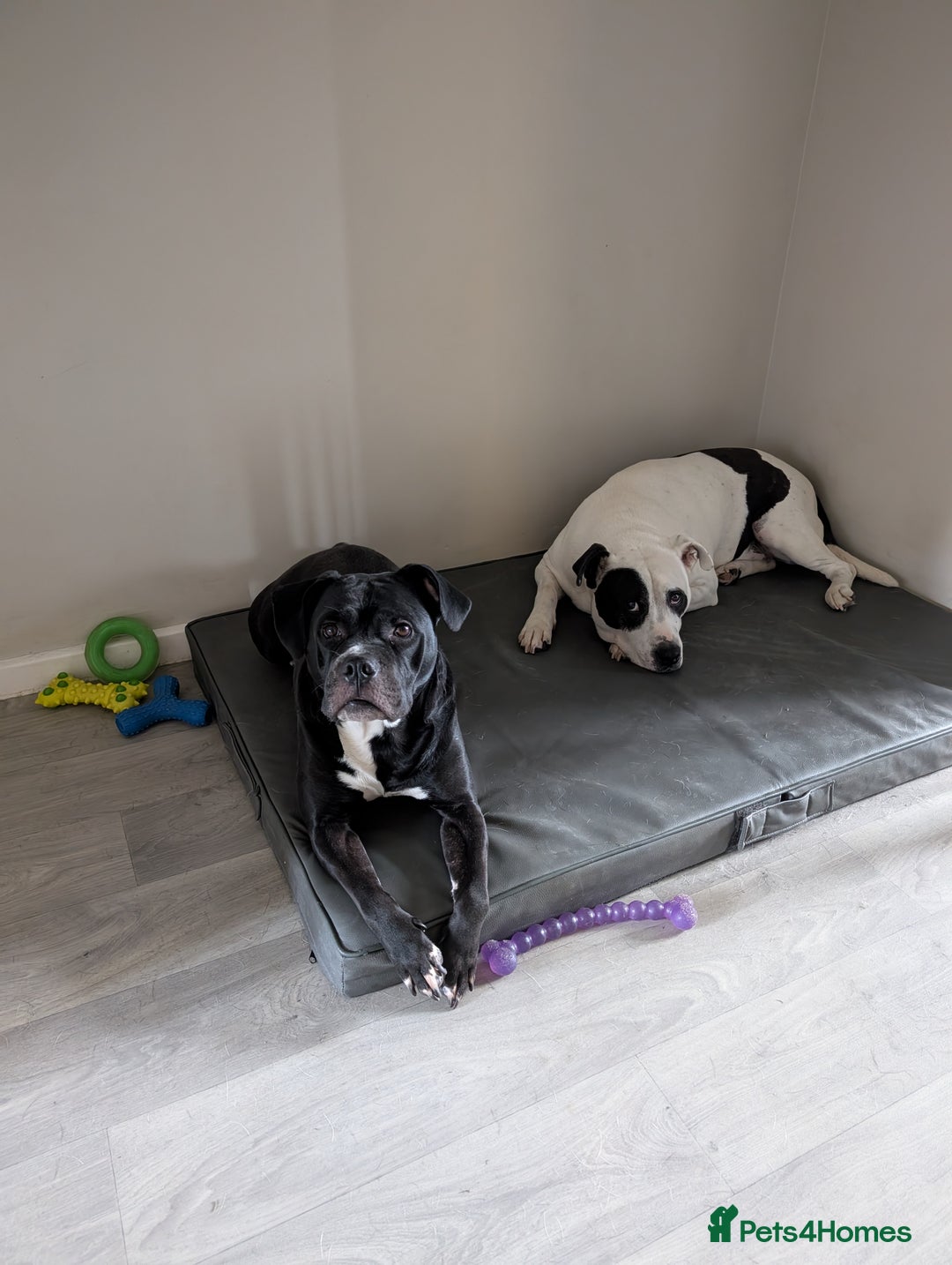 Mixed Breed dogs for sale: Male and Female dogs for re-home. - Image 2