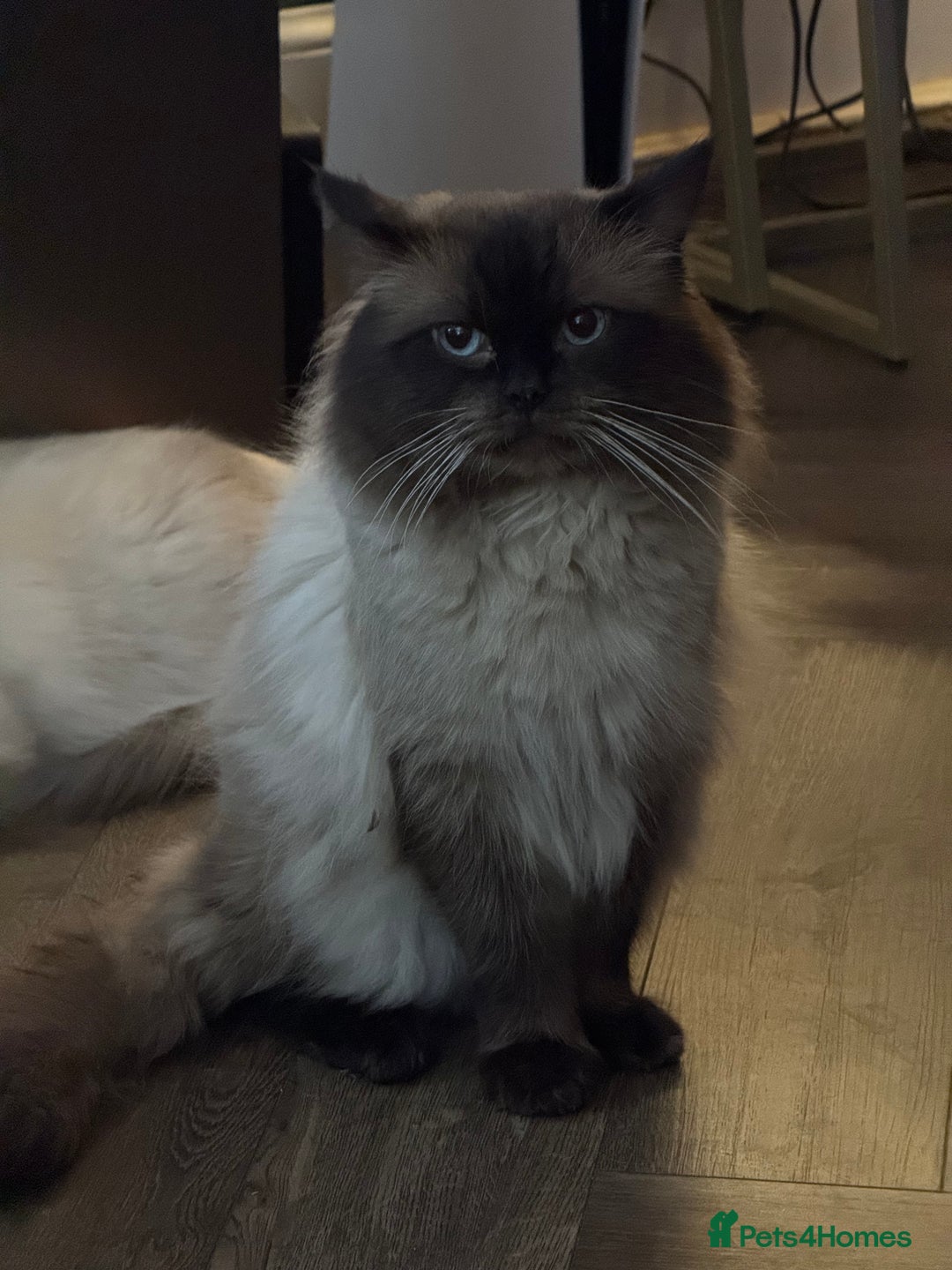 Ragdoll cats for sale: Our little snow babies ragdoll kittens  - Image 23