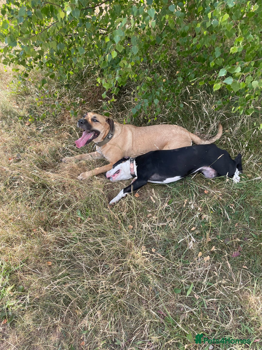 Mixed Breed dogs for sale: Bulldog cross  - Image 10