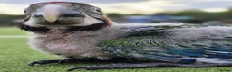 Macaws birds for sale: Baby Harlequin Macaw for sale - Advert 3