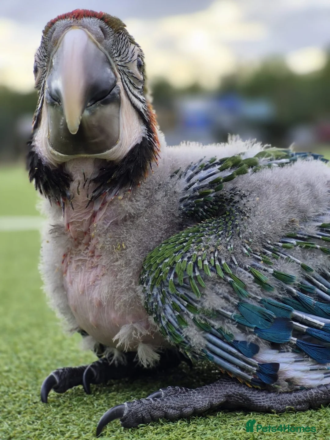 Macaws birds for sale: Baby Harlequin Macaw for sale - Advert 3