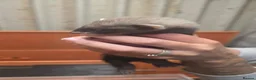 Ferret rodents for sale: Ferret kits in Gaerwen - Advert 2