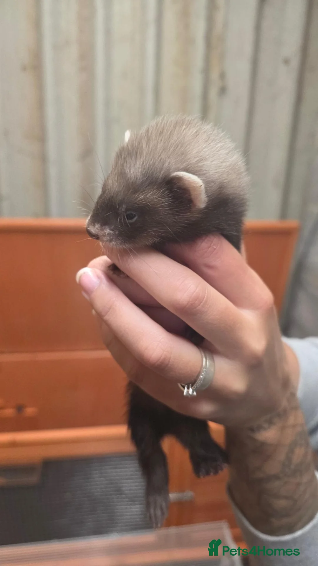 Ferret rodents for sale: Ferret kits in Gaerwen - Advert 2