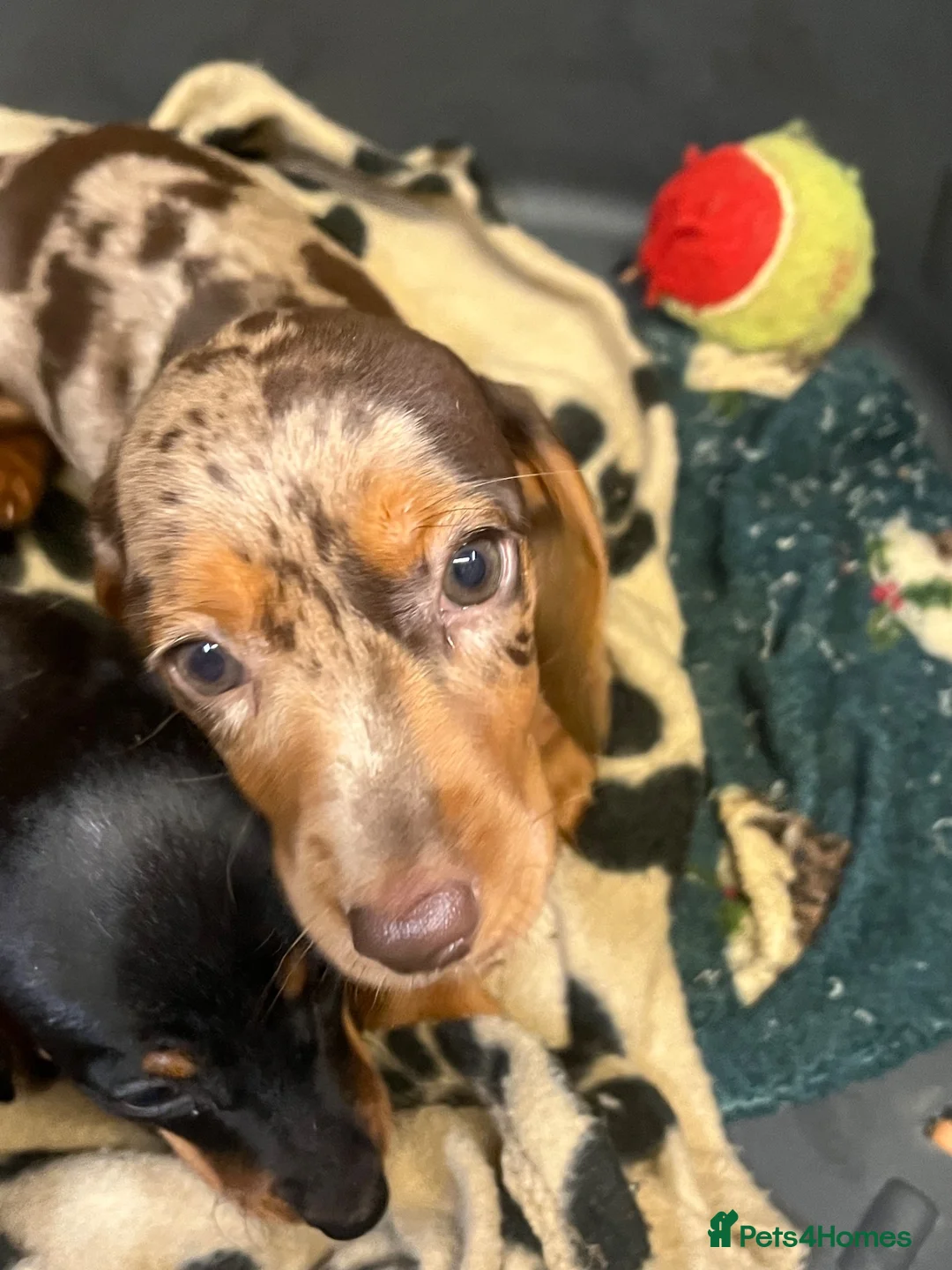 Miniature Dachshund dogs for sale: Beautiful Fully health check mini Dachshund pups - Advert 29