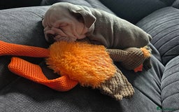 English Bulldog dogs for sale: English bulldog male - Image 4