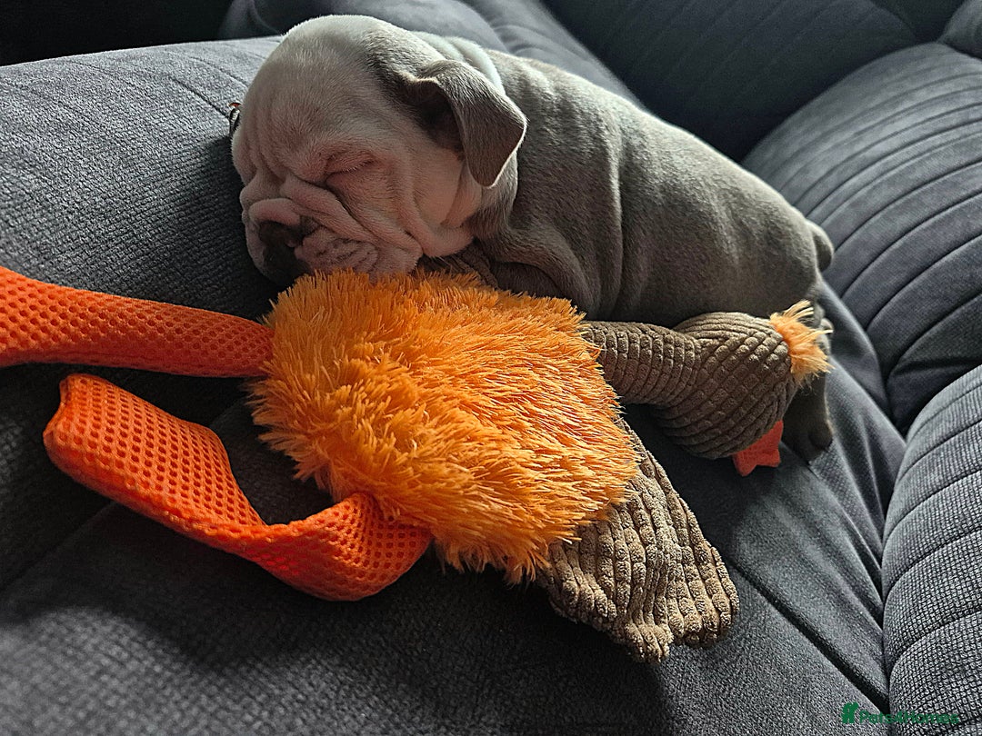 English Bulldog dogs for sale: English bulldog male - Image 4