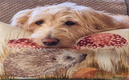 Labradoodle dogs for sale: Outstanding beautiful labradoodles F3b puppies - Image 25