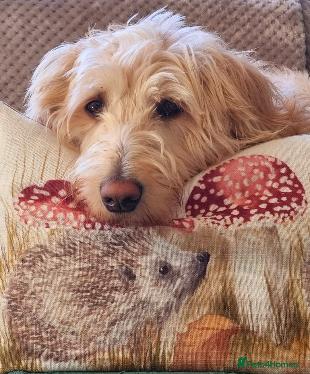 Labradoodle dogs for sale: Outstanding beautiful labradoodles F3b puppies - Image 25