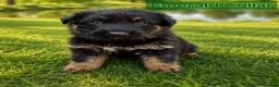 German Shepherd dogs for sale: 2 healthy straight back KC registered male GSP's  - Advert 27
