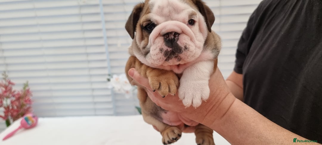 English Bulldog dogs for sale: Bulldog Pups Kennel Club Registered  - Advert 14