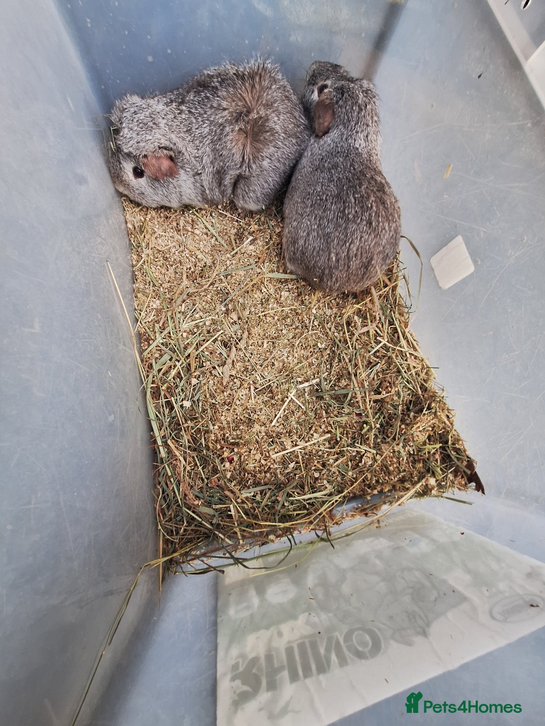 Guinea Pig rodents for sale: 2  adult male guinea pigs for sale £40 pair - Advert 2