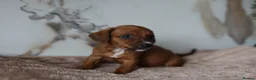 Mixed Breed dogs for sale: Cavapoo x Dachshund puppies  - Advert 32