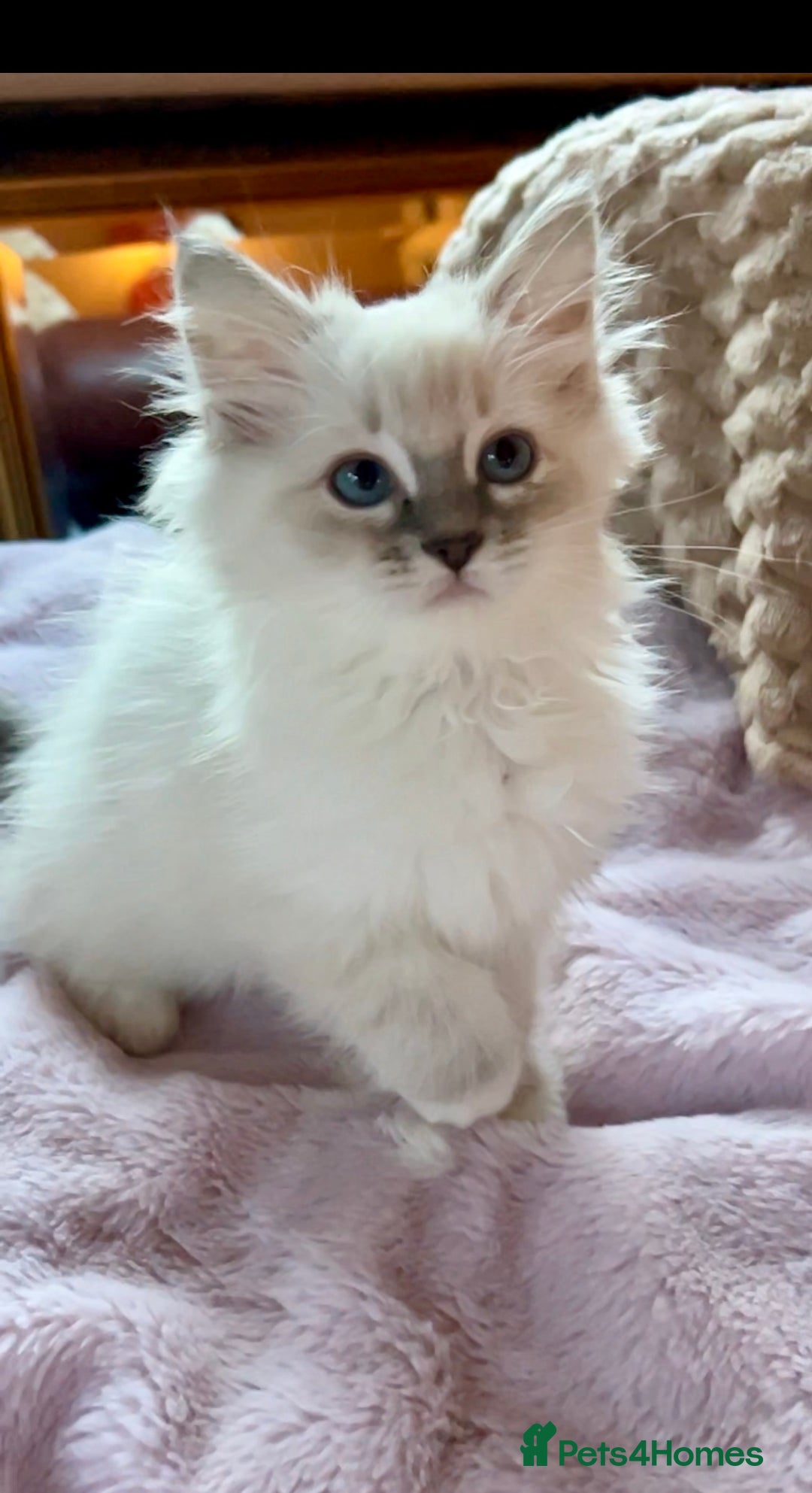 Ragdoll cats for sale: Ragdoll Kitten TICA chocolate tabby cherubim - Advert 15