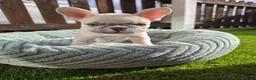 French Bulldog dogs for sale: Stunning KC Registered French Bulldog Puppies! in Manchester - Advert 20
