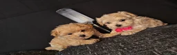 Maltipoo dogs for sale: Maltipoo Miny ready to Leave soon - Advert 14