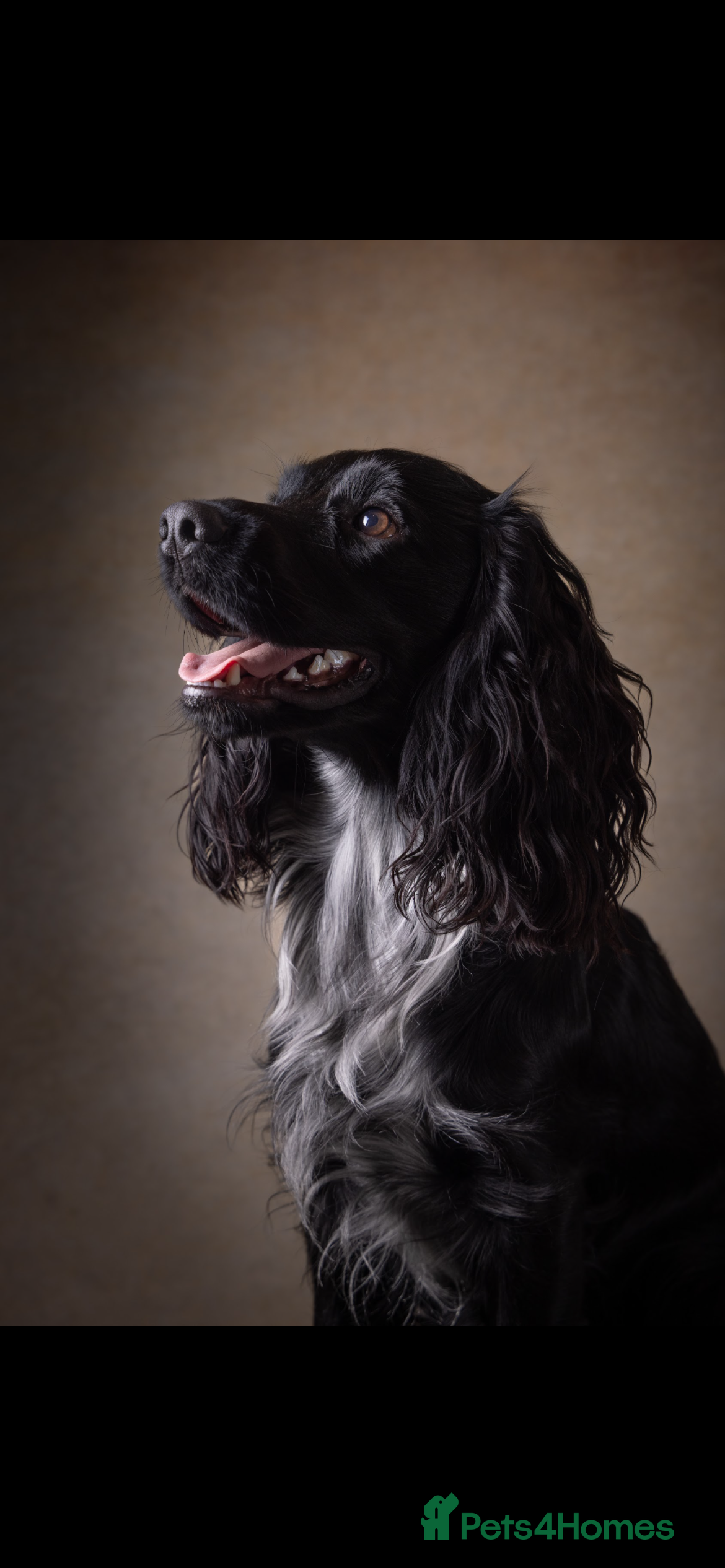Cocker Spaniel dogs Working Cocker Spaniel-Proven Stud Available 🐾 in Alton - Advert 2