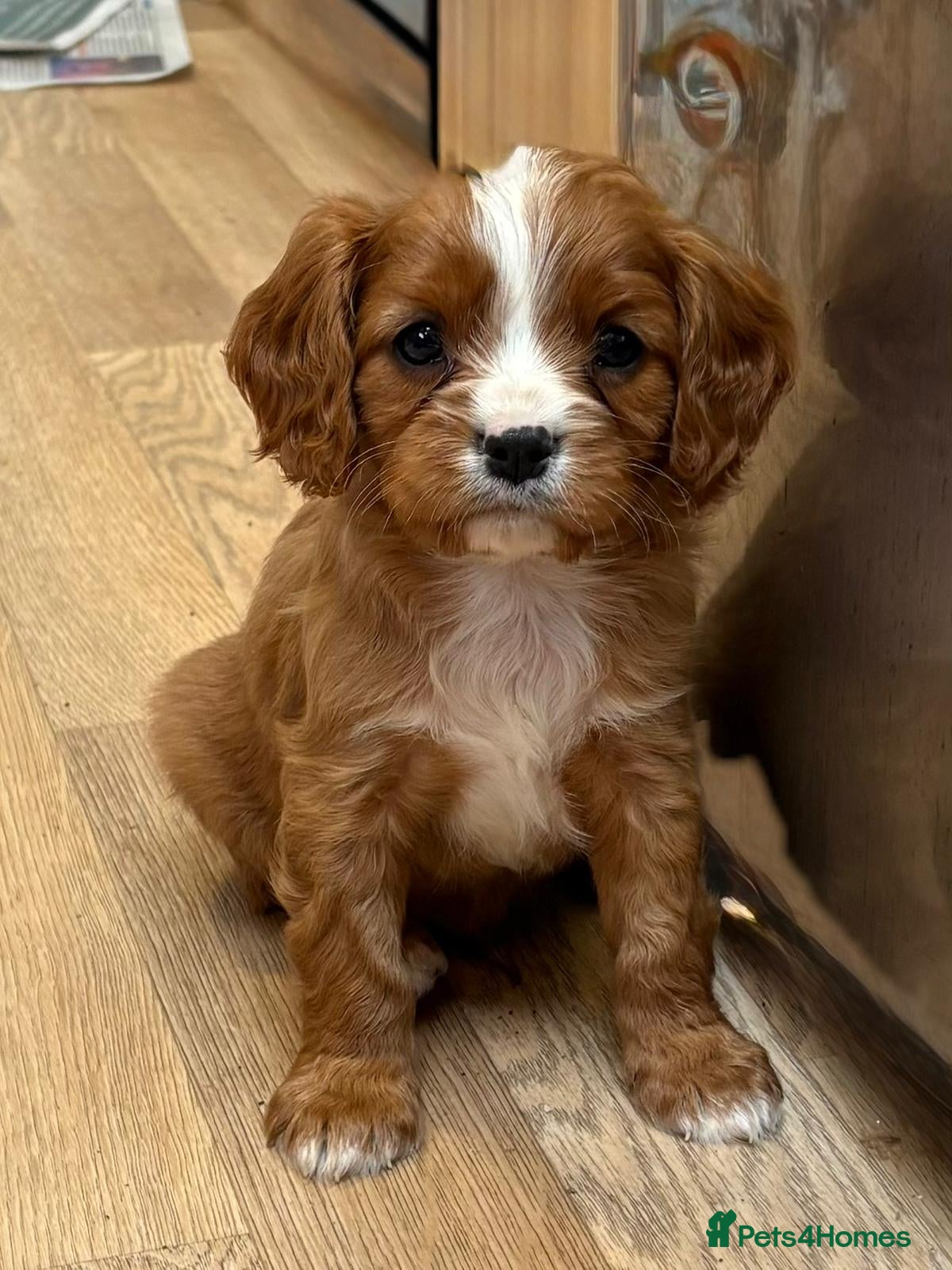 Cavalier King Charles Spaniel dogs for sale: Beautiful cavalier puppies  - Advert 3