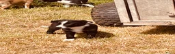 Border Collie dogs for sale: Collie puppies for sale - Advert 4