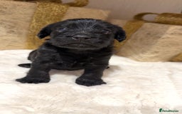 Mixed Breed dogs for sale: chunky litter of French bulldog cross cockapoo - Advert 4