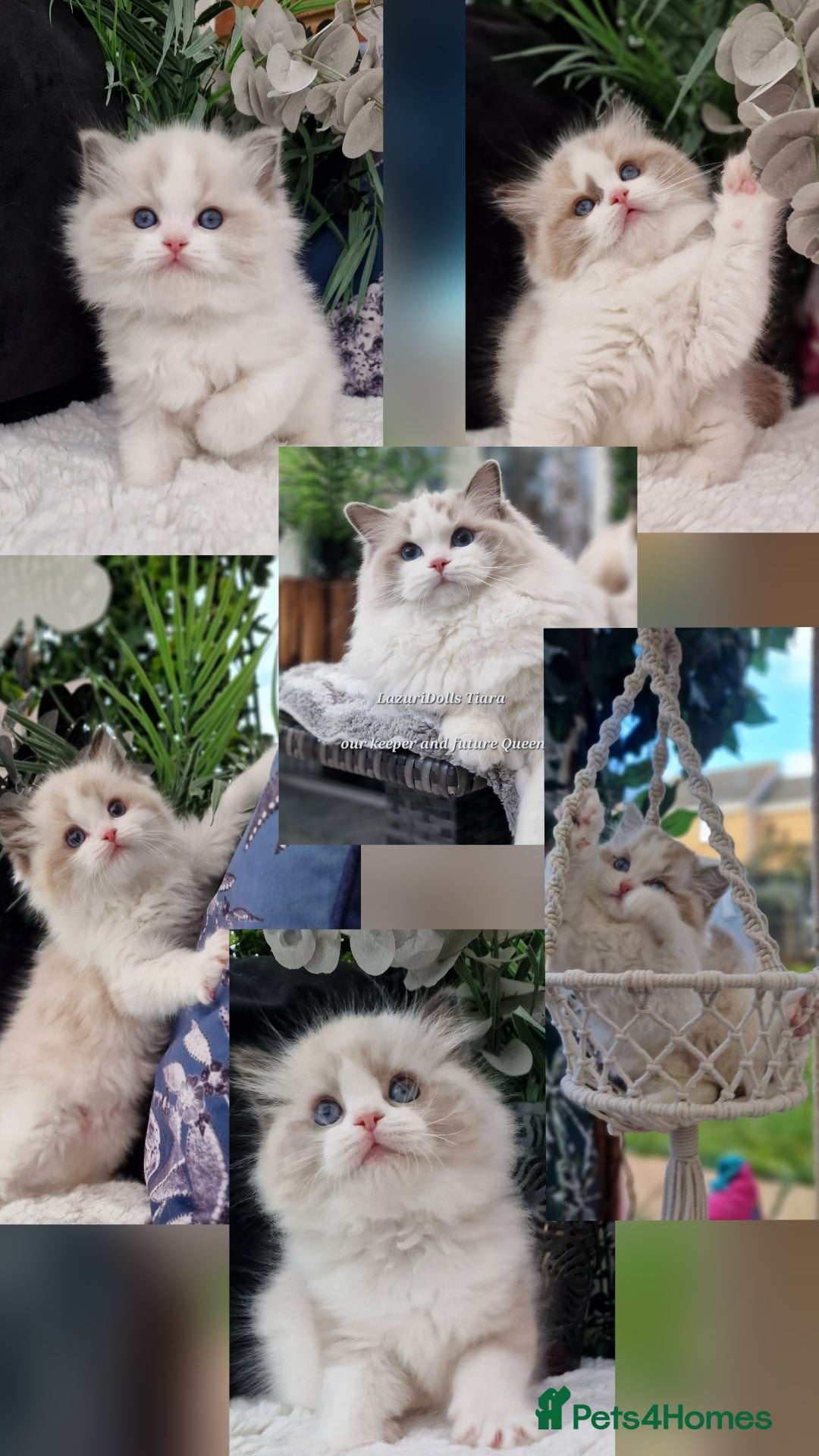 Ragdoll cats for sale: 🩷✨️NEW WAITING LIST Exclusive cute Kittens✨️🩷🏆 - Advert 6