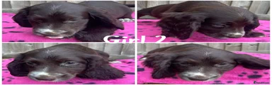 Cocker Spaniel 6