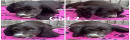 Cocker Spaniel dogs for sale: Cocker spaniel puppies  - Advert 6
