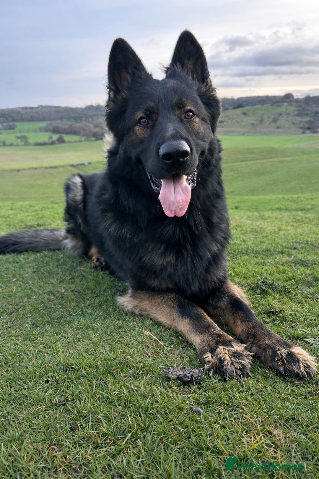 German Shepherd dogs for stud: SMOKEY SABLE 40+KILO WORKING LINE - Advert 2